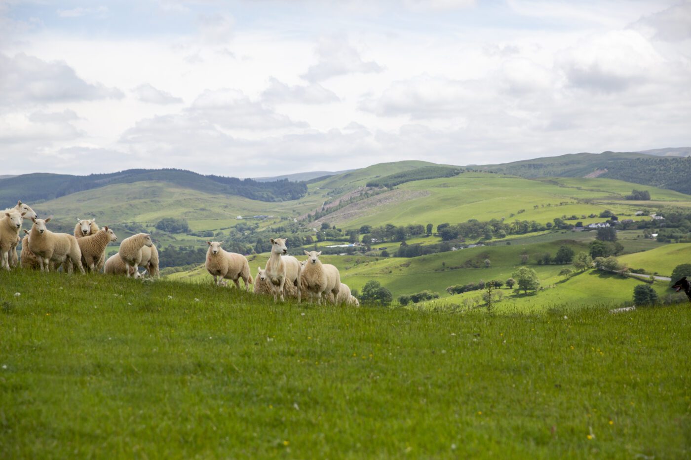 A herd of Welsh sheep on a hillside overlooking a backdrop of rolling green hills dotted with trees and farmhouses.