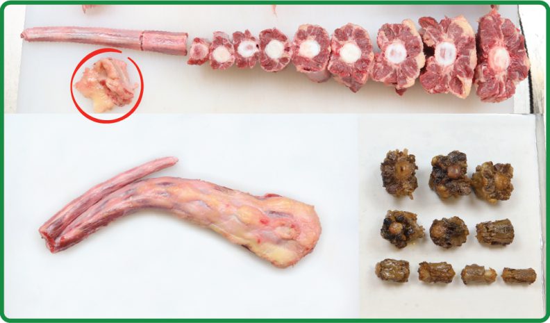 Above: A raw Irish Nature Beef oxtail cut into serving portions with trimmed waste circled in red. Below: a whole raw oxtail (left) and cooked oxtail portions (right).