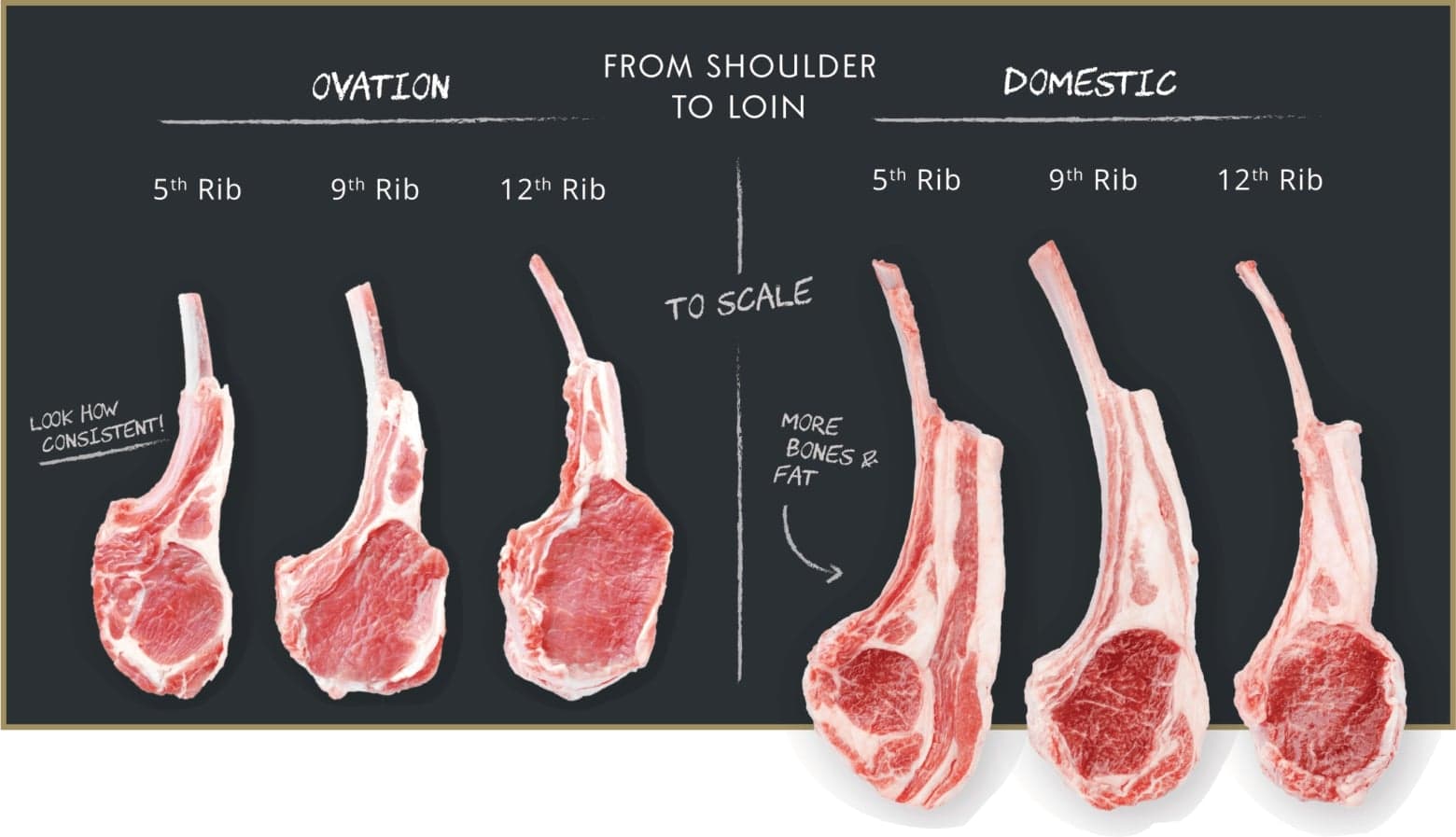 A chart showing the consistency in size and ideal fat ratio of 3 raw Ovation New Zealand lamb rib chops compared with 3 raw chops cut from domestic lamb racks.