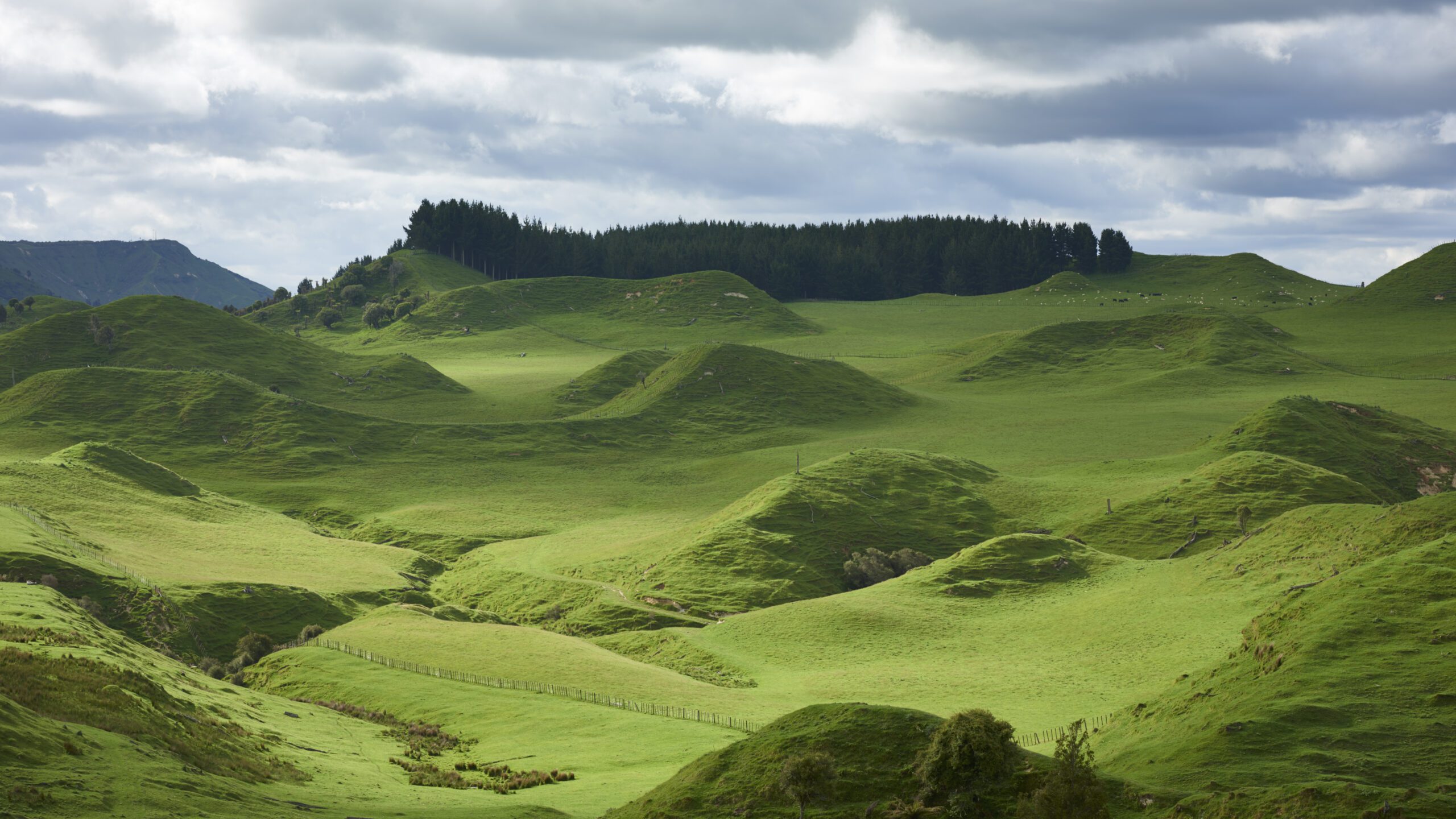 A small cluster of sheep graze amid a vast landscape of gentle, rolling green hills and pastureland in New Zealand.