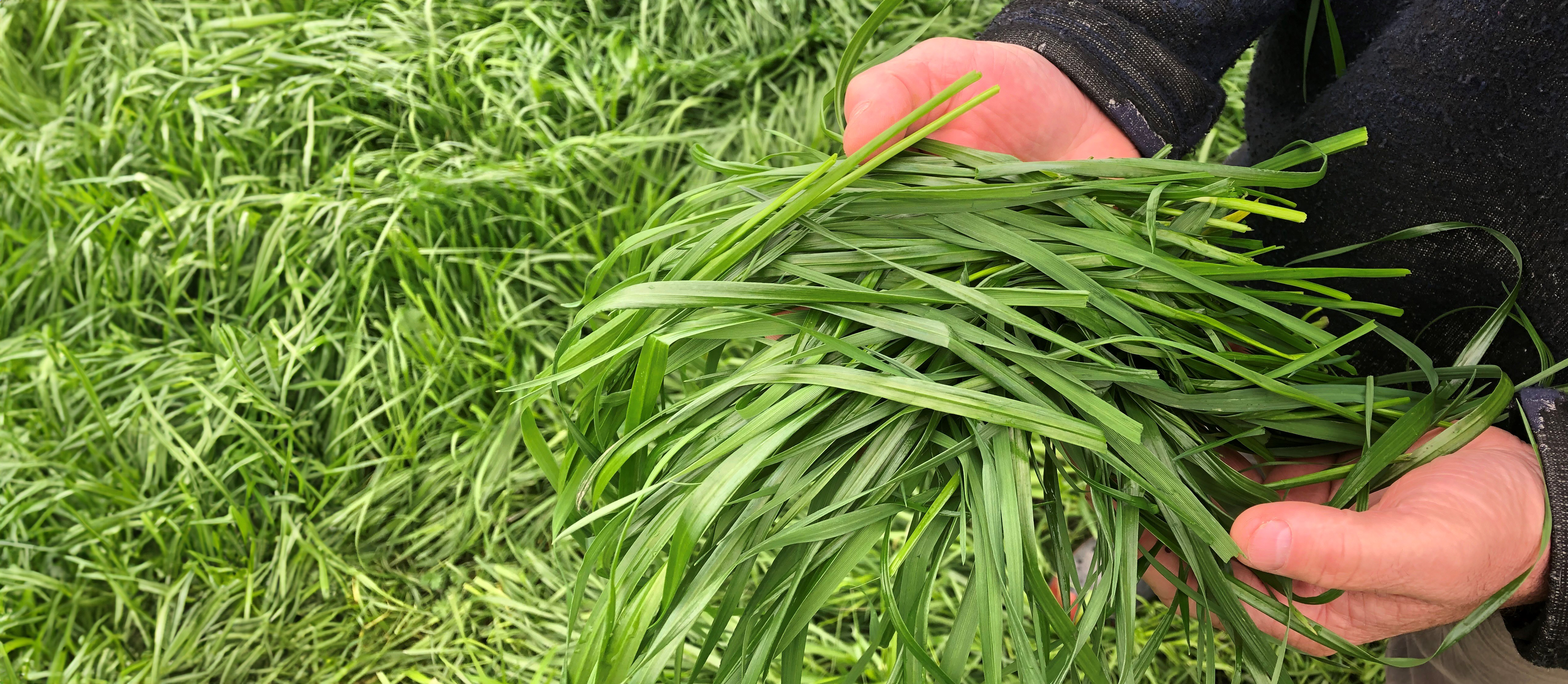 Two hands holding a bunch of grass against a grassy background.