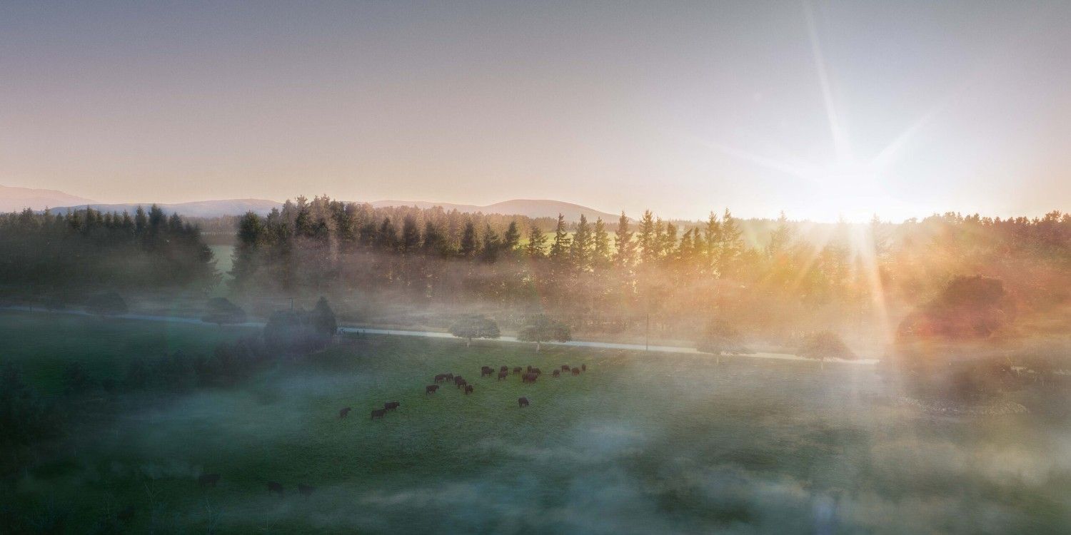 Sun pierces the mist shrouding a pasture on which cattle graze alongside a tree-lined road with hills rising in the background.