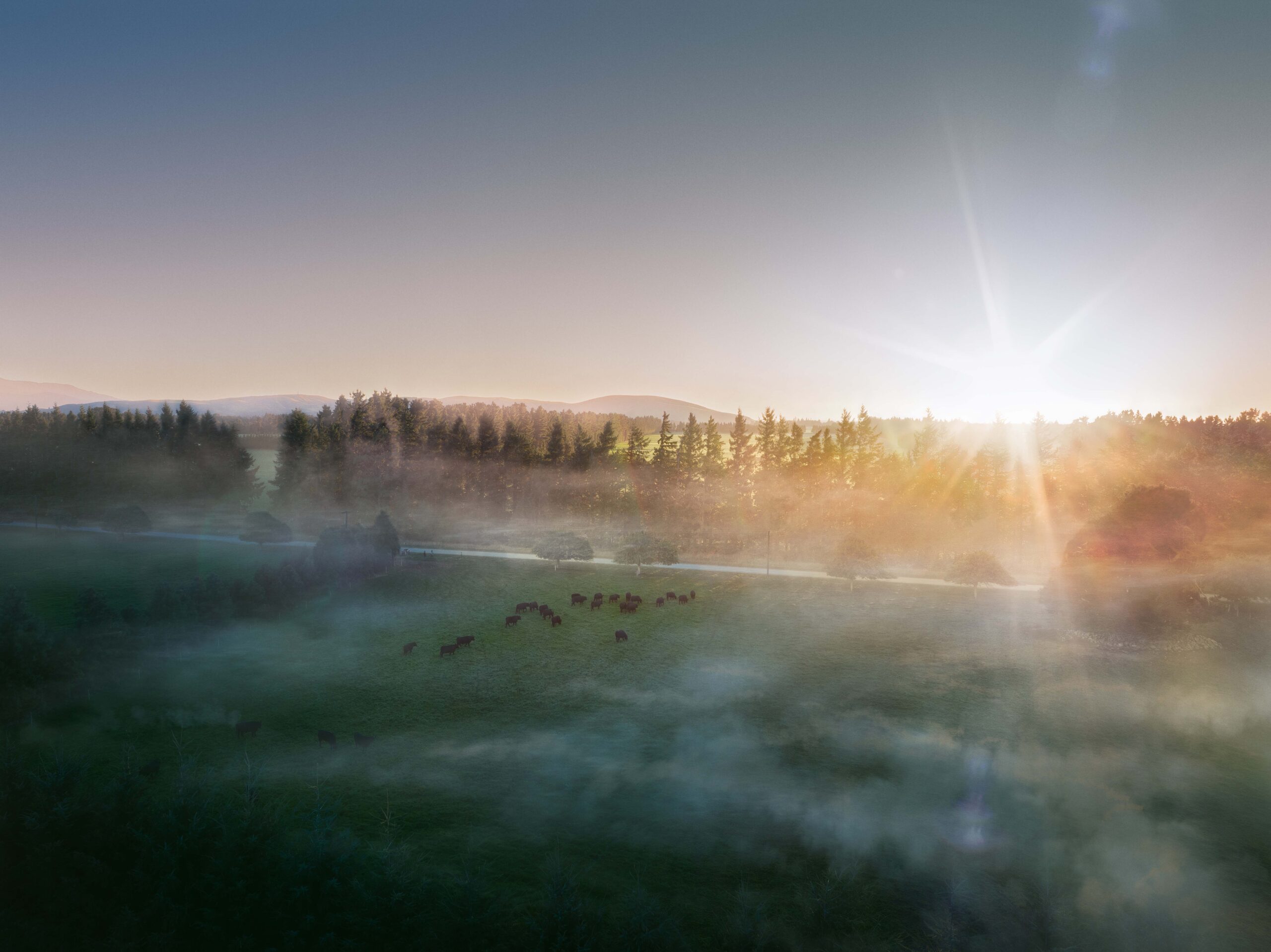 Panorama of Ocean Beef steers grazing in a pasture with the sun setting in the background over trees, mountains and the ocean.  