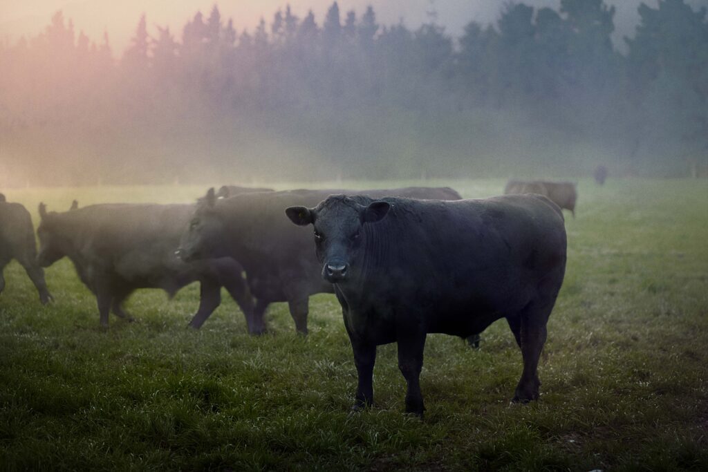 Close up of a small herd of Ocean Beef steers gathered in a misty pasture with trees in the background. 