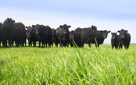 A herd of black steers standing in a grassy pasture beneath a blue sky.