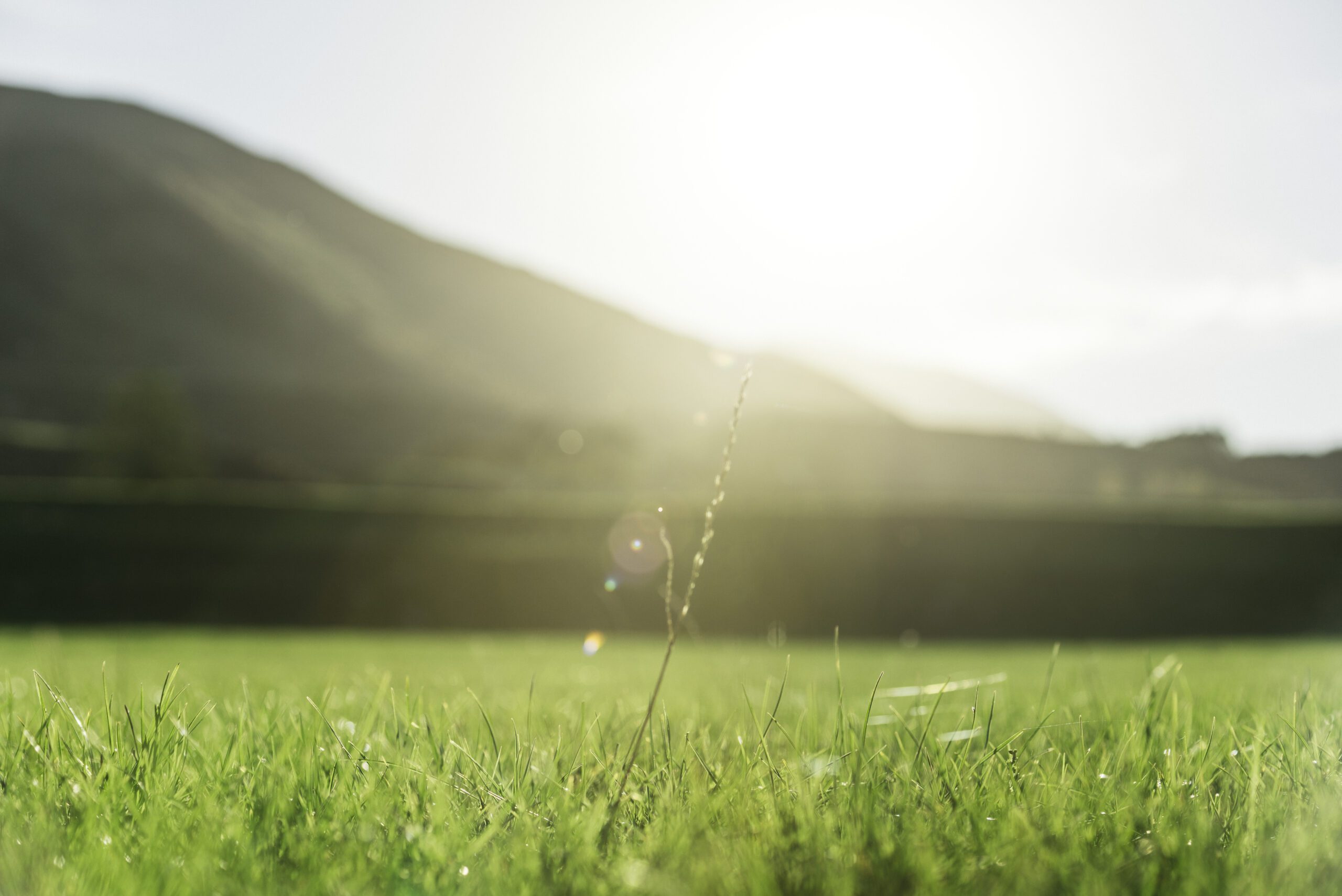 Blade of grass with sunspots in the foreground and lush mountains in the background.